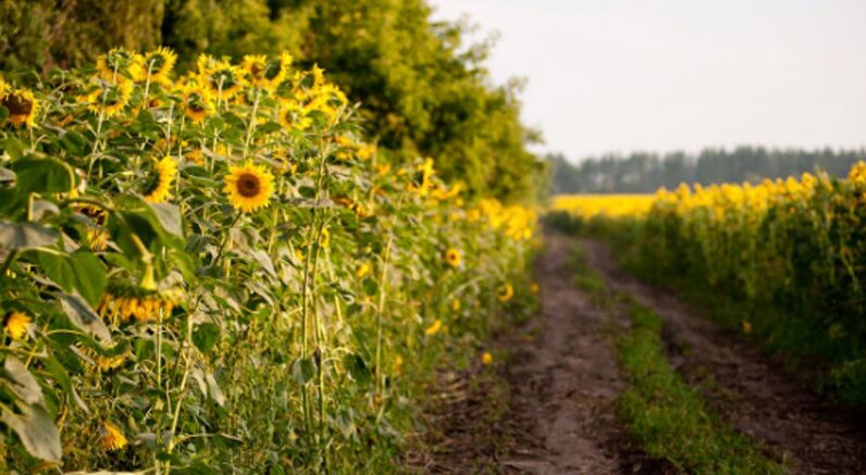 outdoor walks in the sunflower field as a way to rejuvenate the skin around the eyes